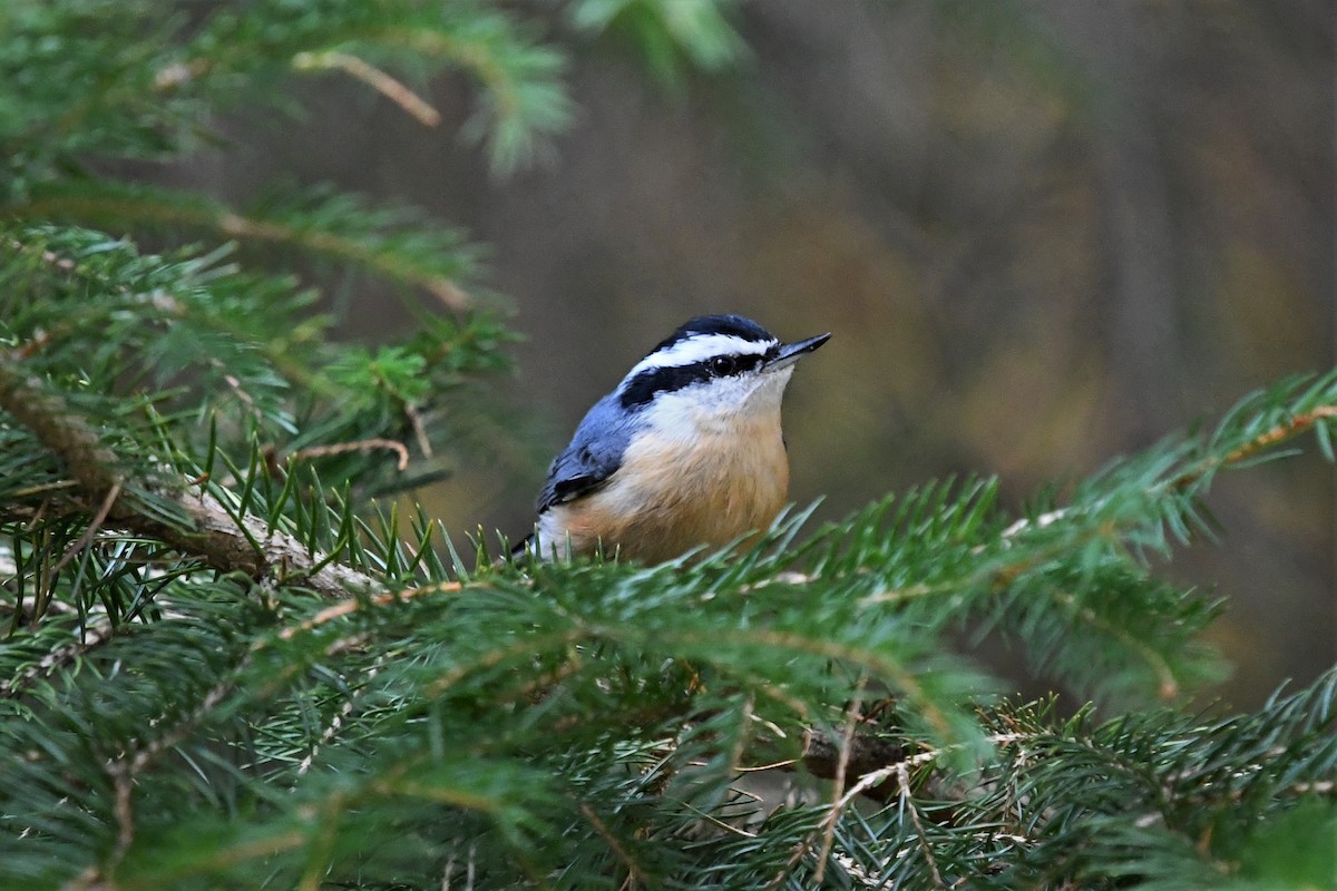 Red-breasted Nuthatch - ML272499301