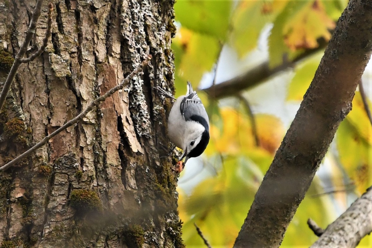 White-breasted Nuthatch - ML272499401