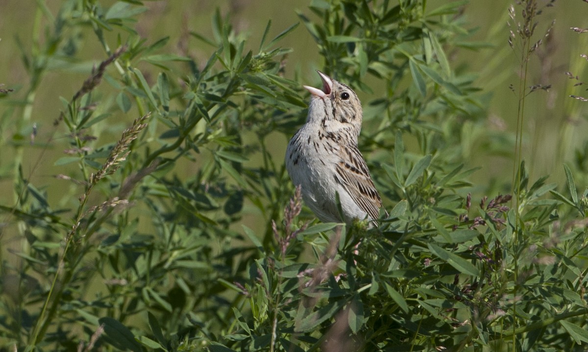 Baird's Sparrow - ML27250461