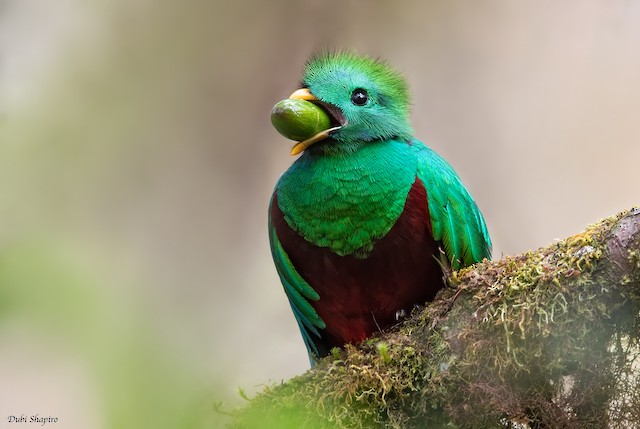 Baby Quetzals