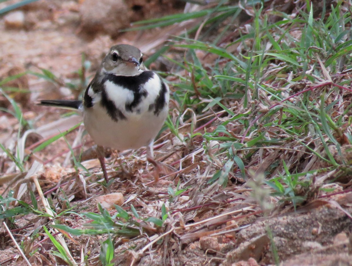 Forest Wagtail - ML272507531