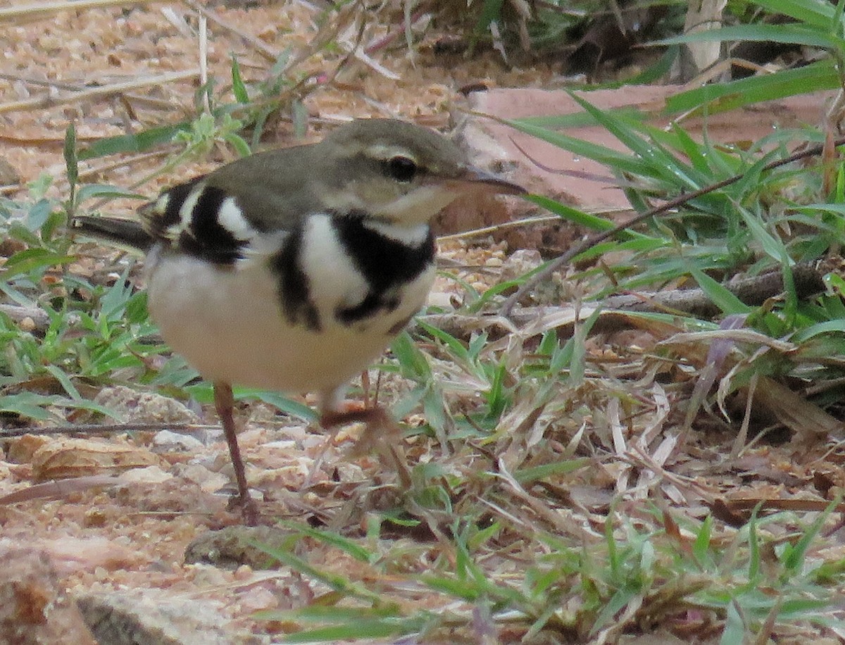 Forest Wagtail - ML272507561