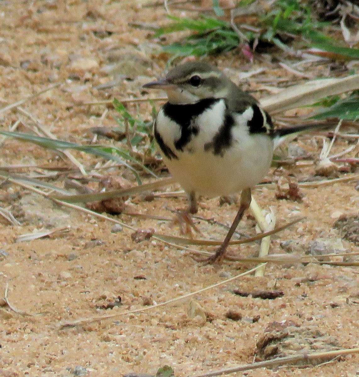 Forest Wagtail - ML272507581