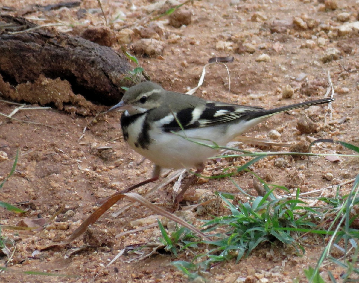 Forest Wagtail - ML272507941