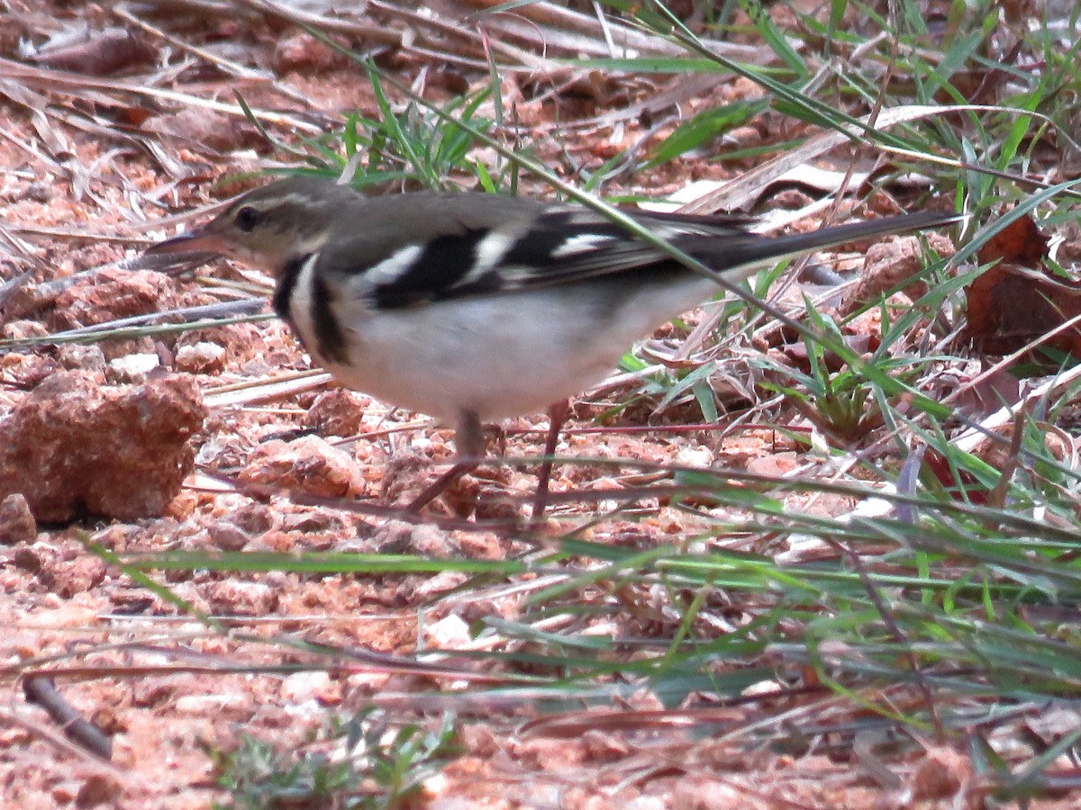 Forest Wagtail - ML272507951