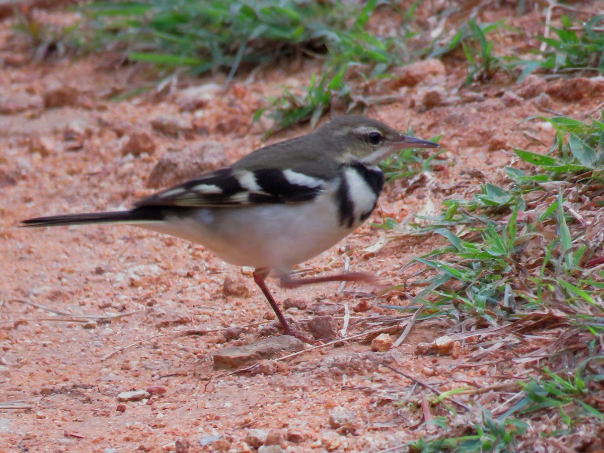 Forest Wagtail - ML272507971