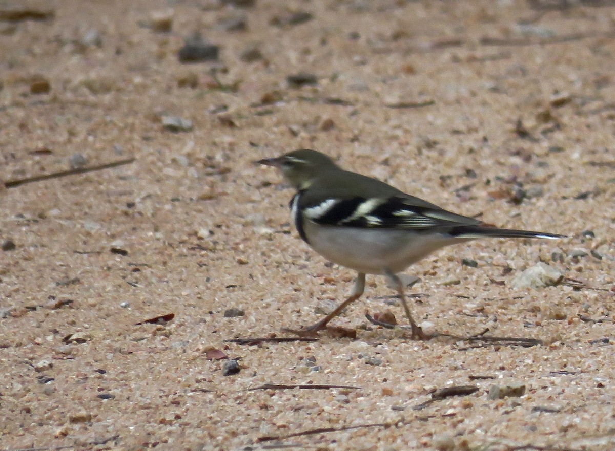 Forest Wagtail - ML272507991