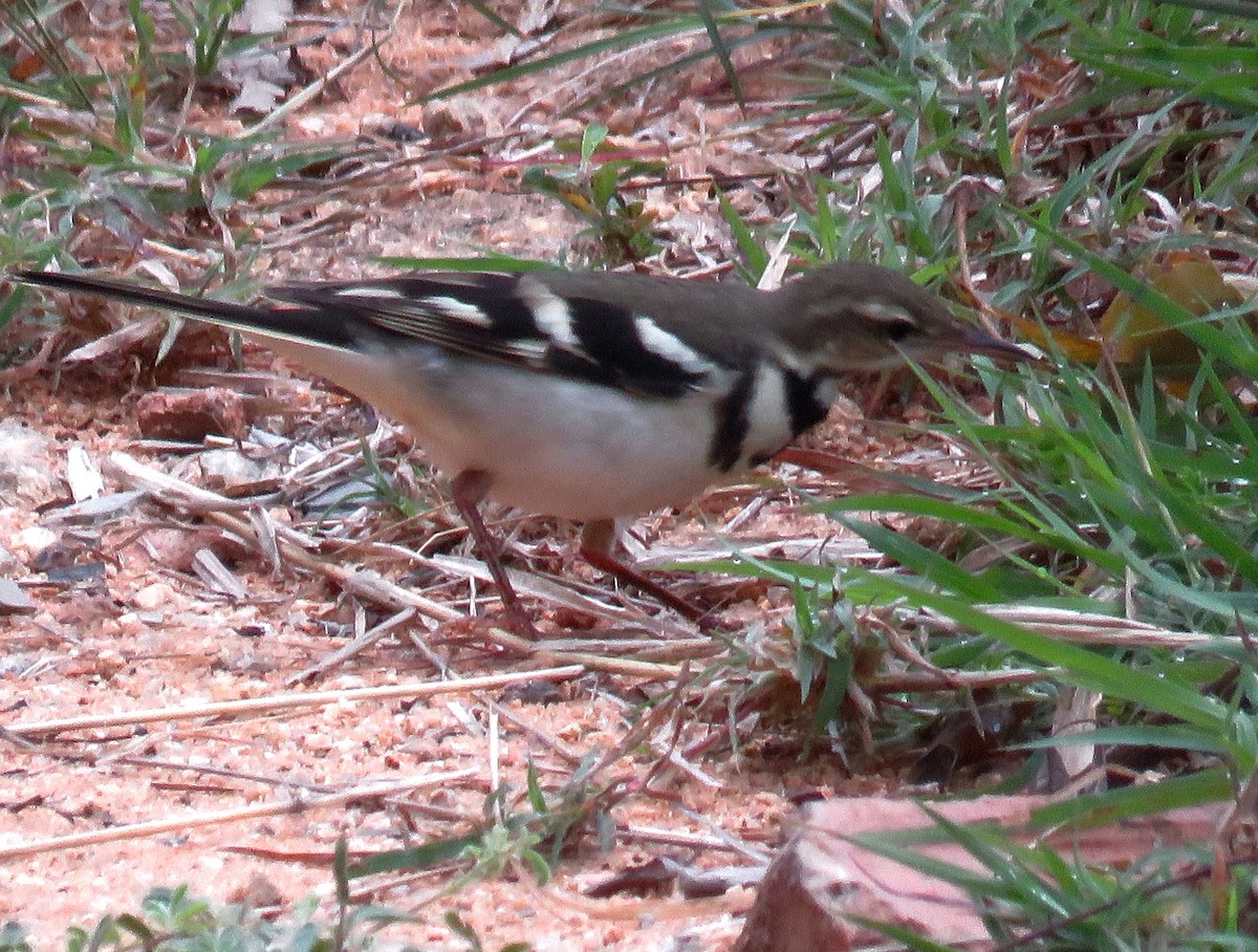 Forest Wagtail - ML272508061