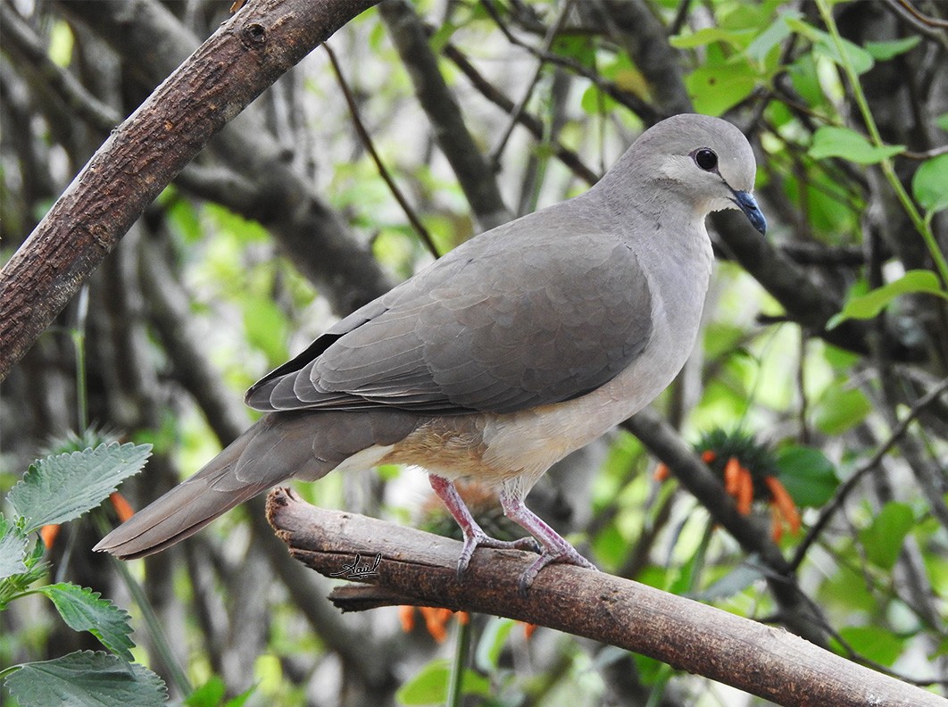 Large-tailed Dove - ML272510321