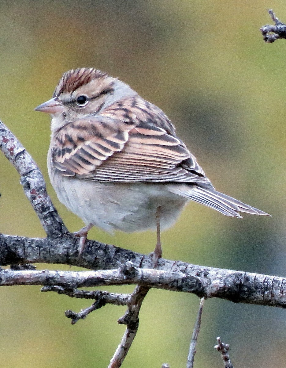 Chipping Sparrow - Patrick O'Driscoll