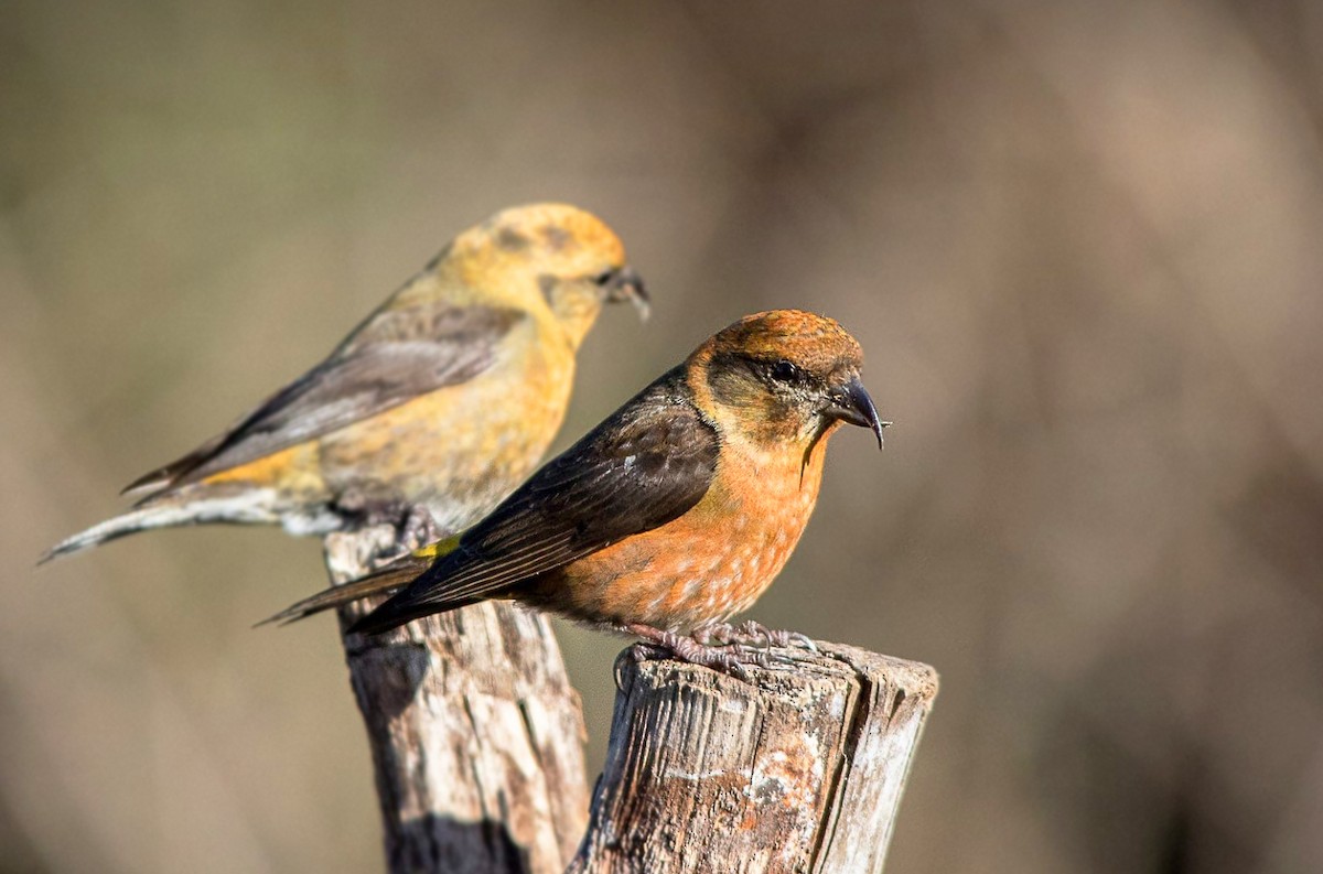 Red Crossbill (Himalayan) - ML272517501
