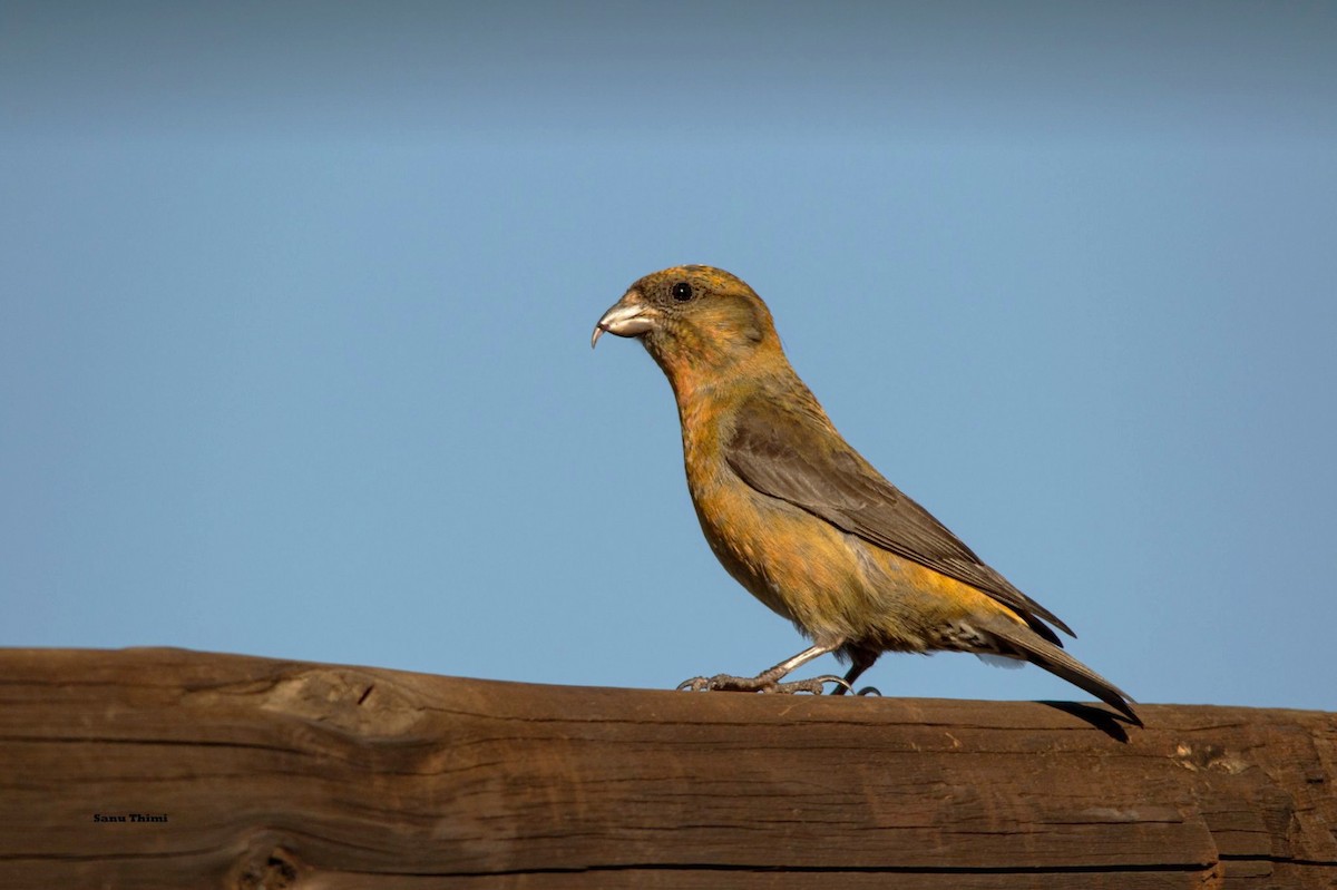 Red Crossbill (Himalayan) - ML272517521
