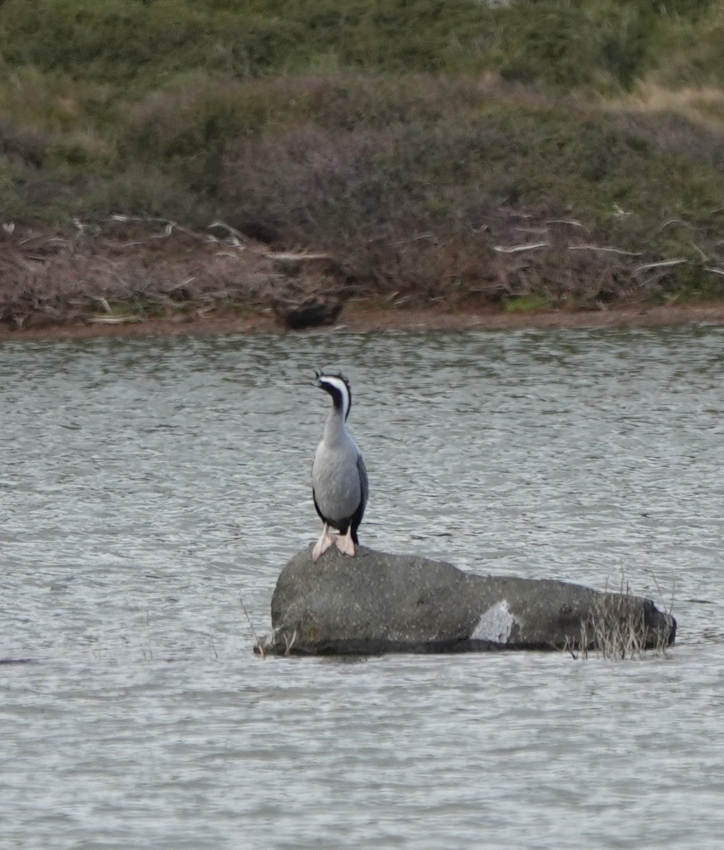 Spotted Shag - ML272521401