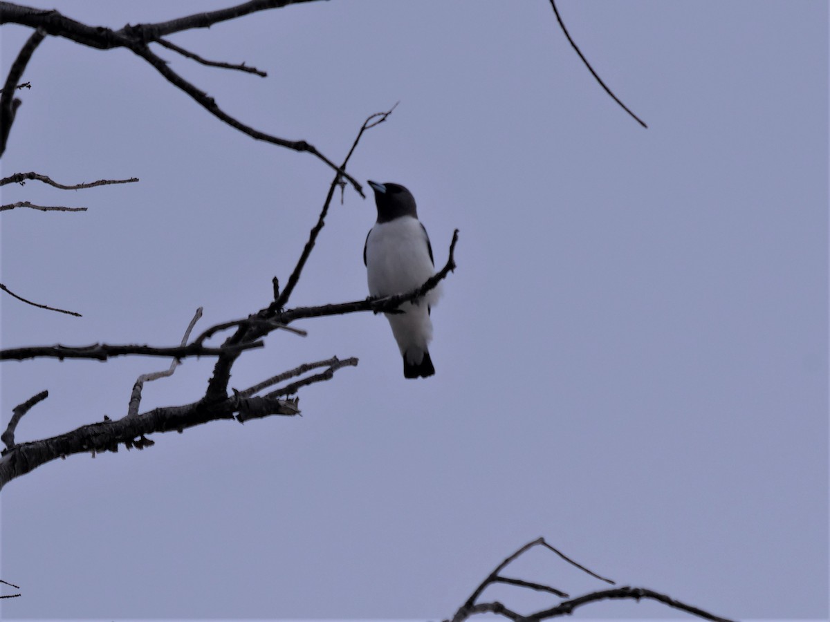 White-breasted Woodswallow - ML272535481