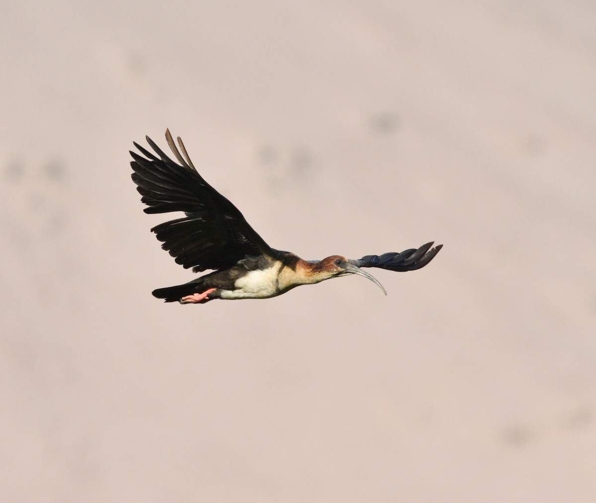 Andean Ibis - Jorge claudio fuentes figueroa