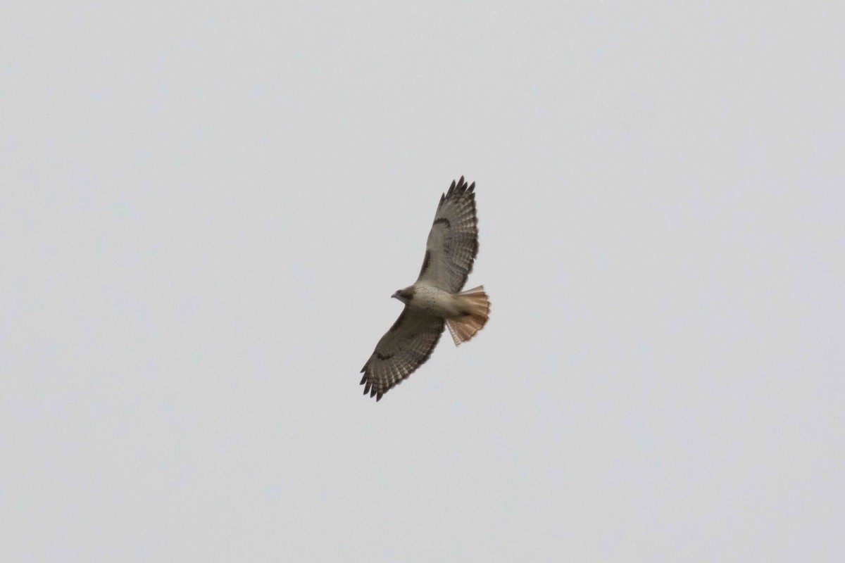 Red-tailed Hawk - ML272536501