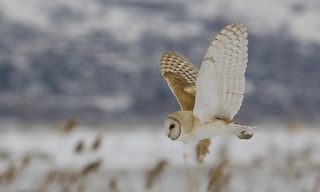  - Barn Owl