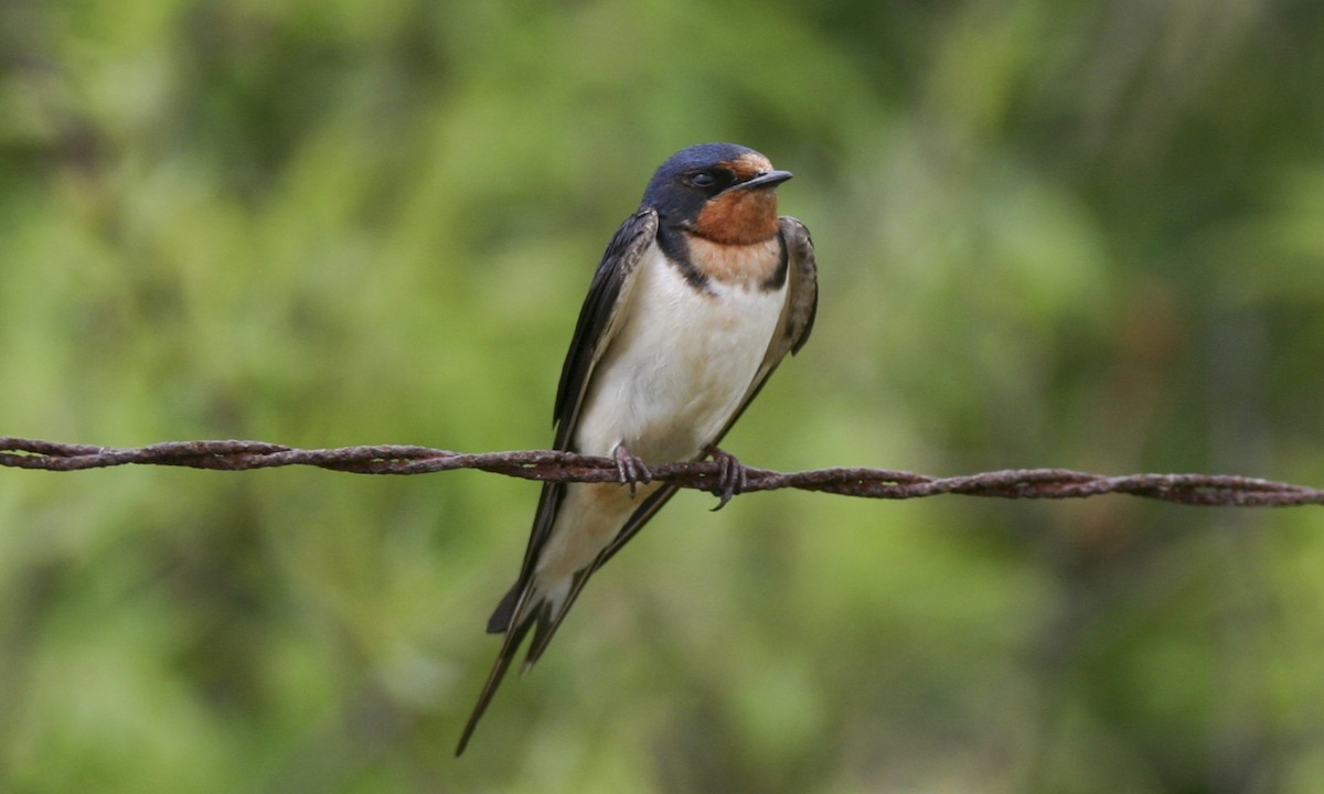 Barn Swallow (American) - Brian Sullivan