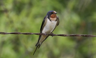  - Barn Swallow (American)