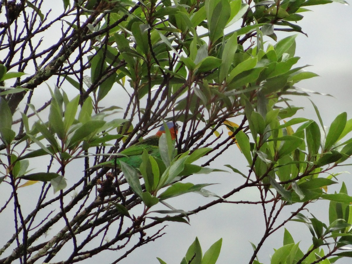 Red-necked Tanager - ML272539271
