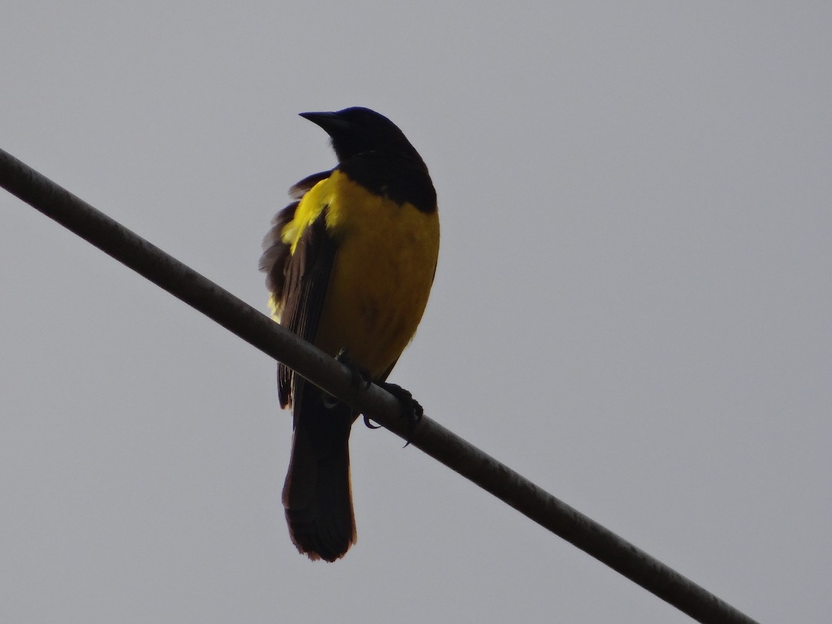 Yellow-rumped Marshbird - ML272541051