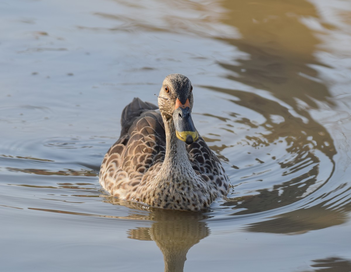 Indian Spot-billed Duck - ML272541271