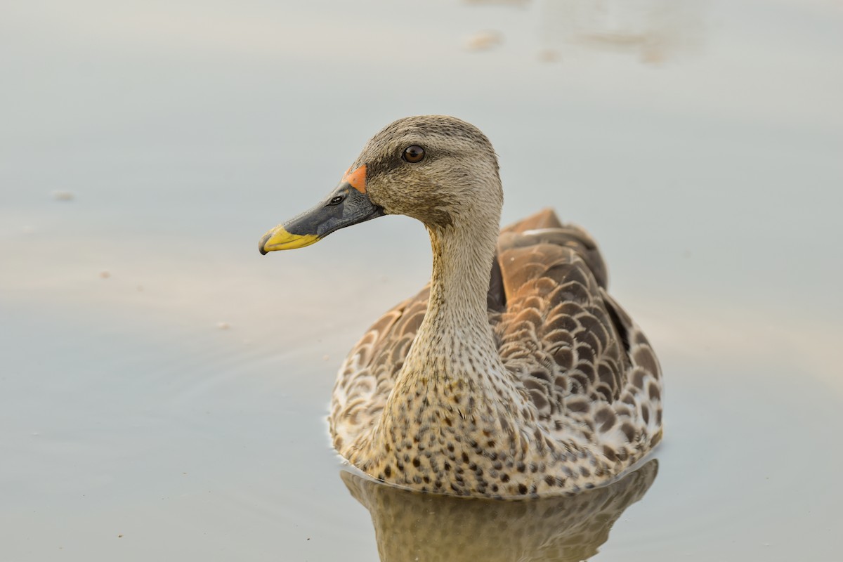 Indian Spot-billed Duck - ML272541311