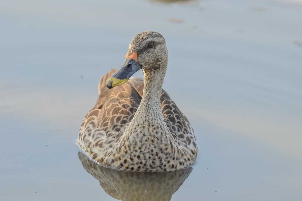 Indian Spot-billed Duck - ML272541321