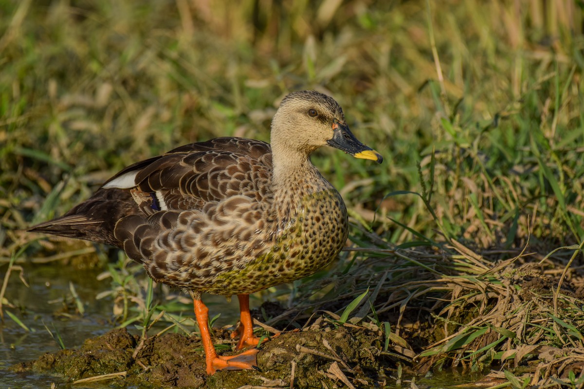 Indian Spot-billed Duck - ML272541411