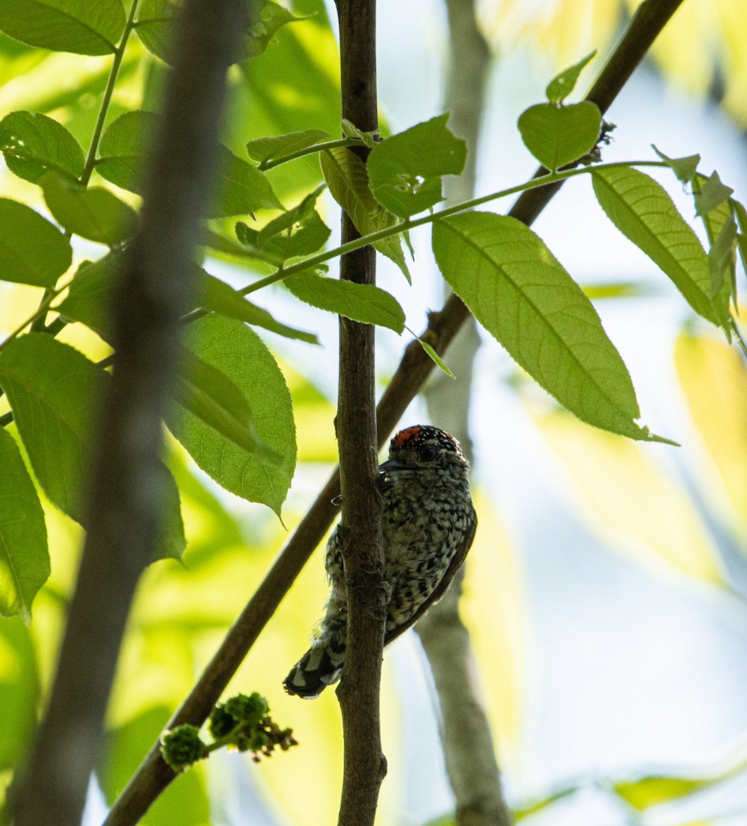 White-barred Piculet - ML272542521