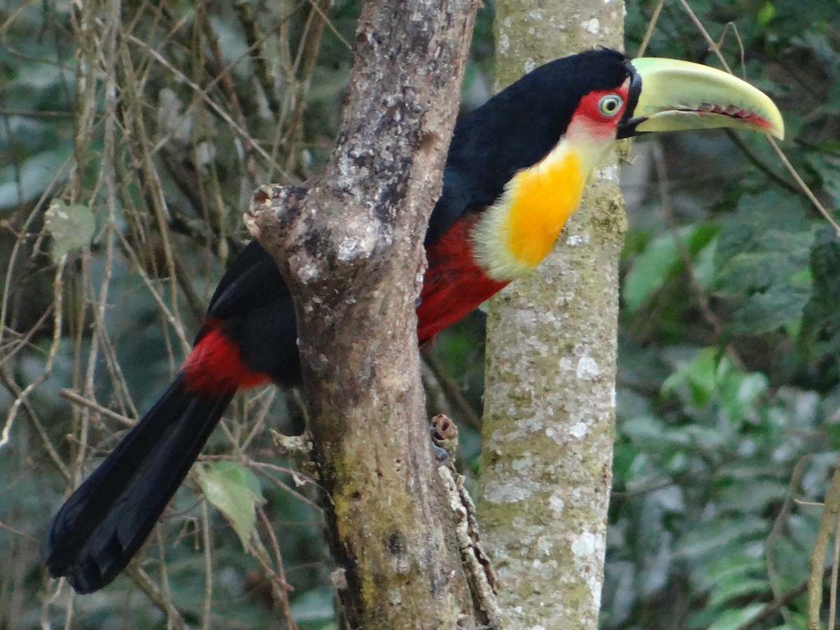Red-breasted Toucan - ML272549761