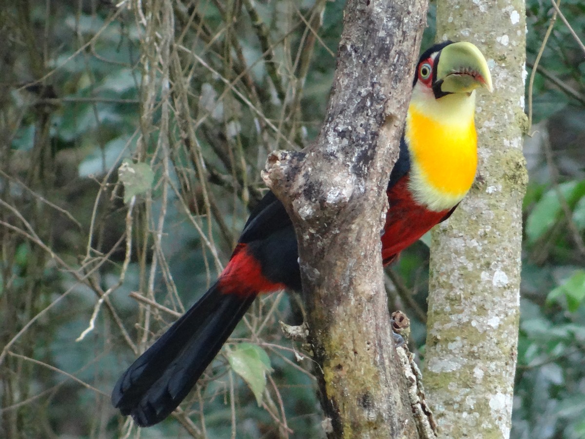 Red-breasted Toucan - ML272549771