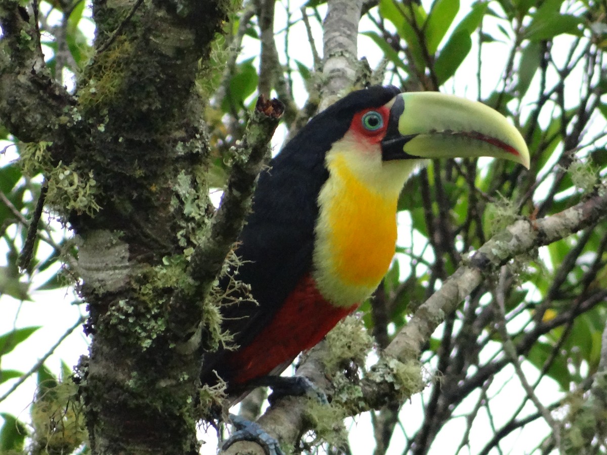 Red-breasted Toucan - ML272549801
