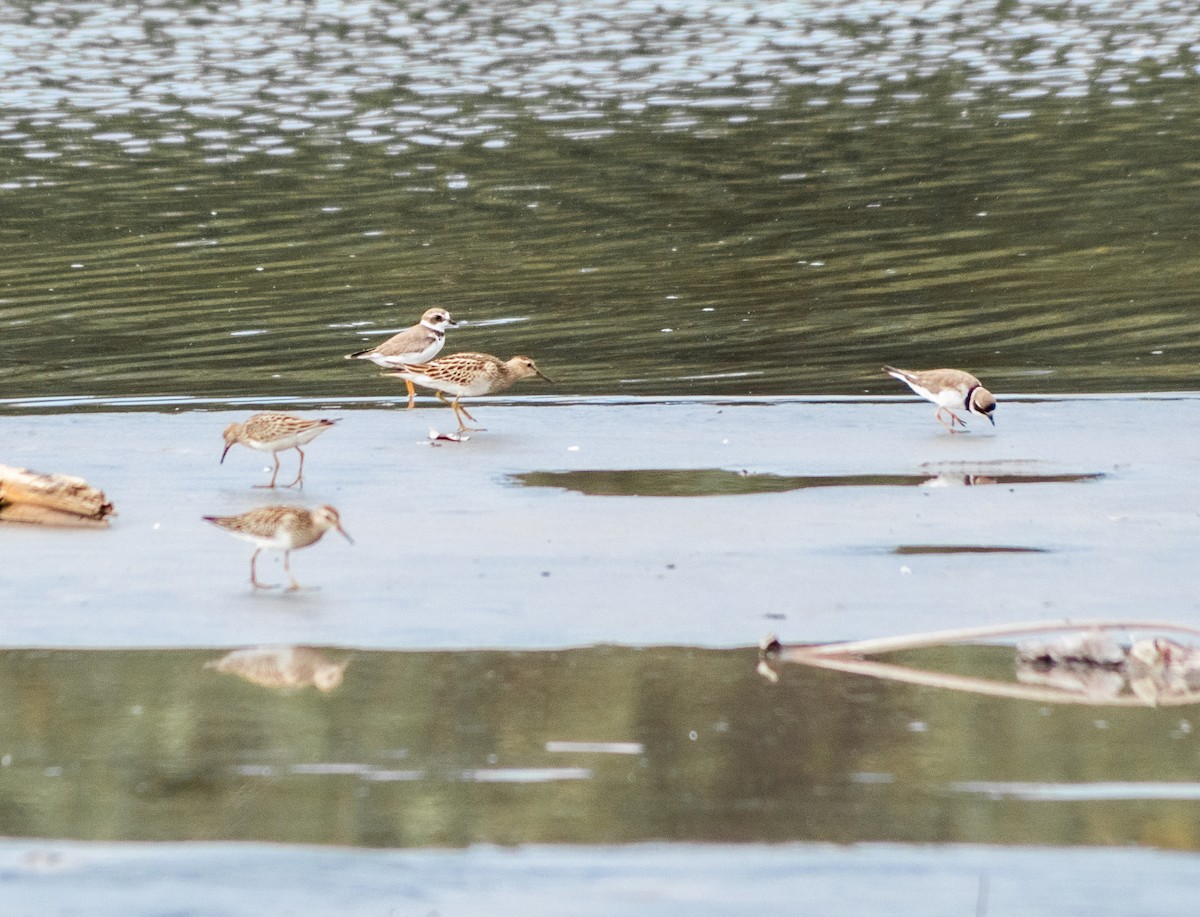 Semipalmated Plover - Diana  Gisselle Ante