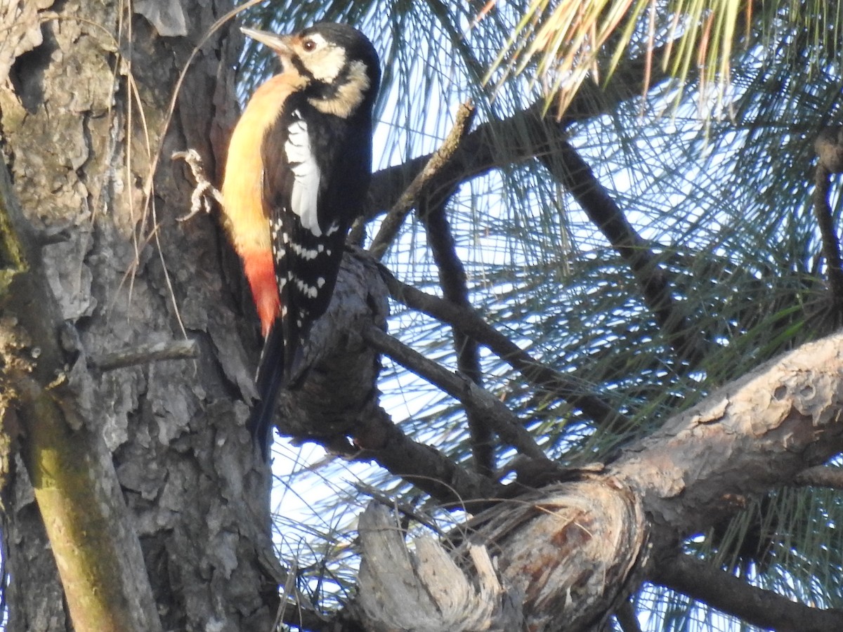 Himalayan Woodpecker - ML272557191