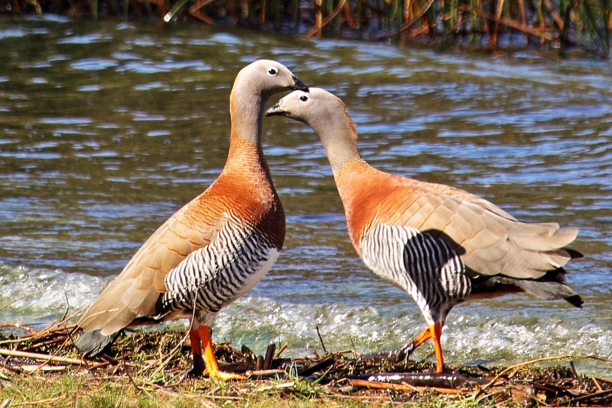Ashy-headed Goose - Parque Nacional Lago Puelo