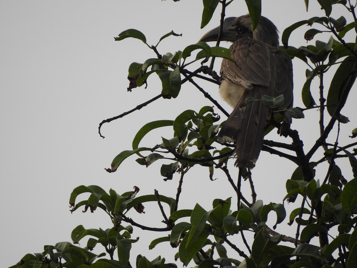 Indian Gray Hornbill - Suyash Sawant