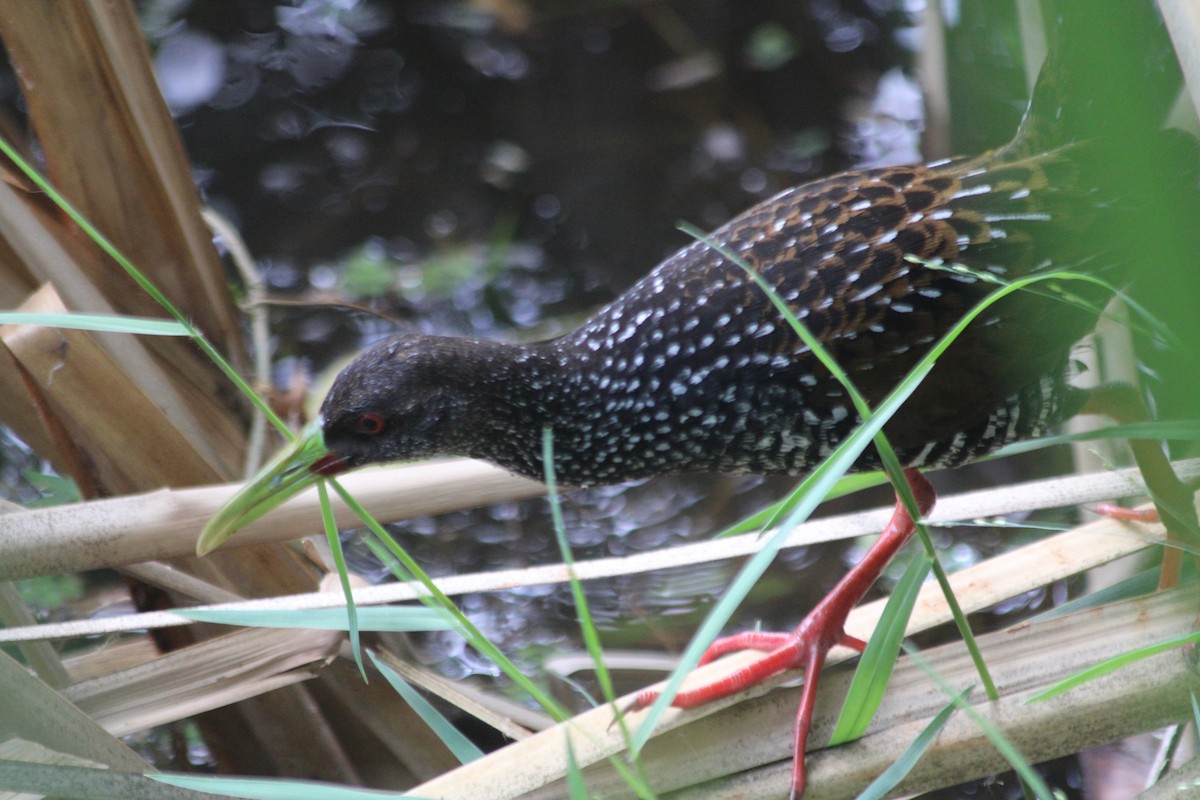 Spotted Rail - ML272563601