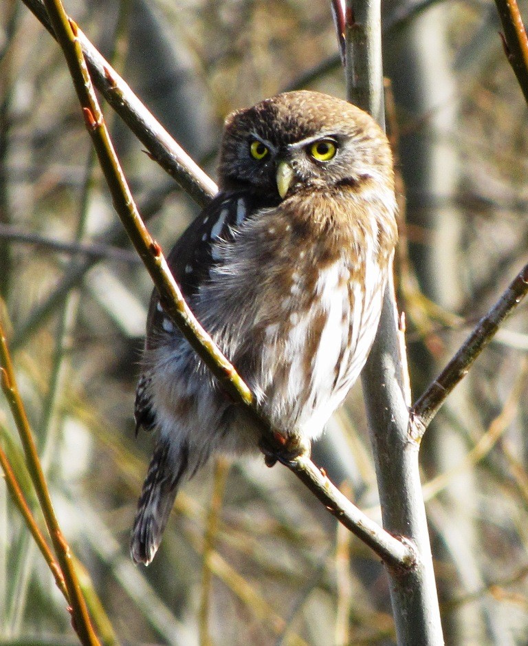 Austral Pygmy-Owl - ML272566141