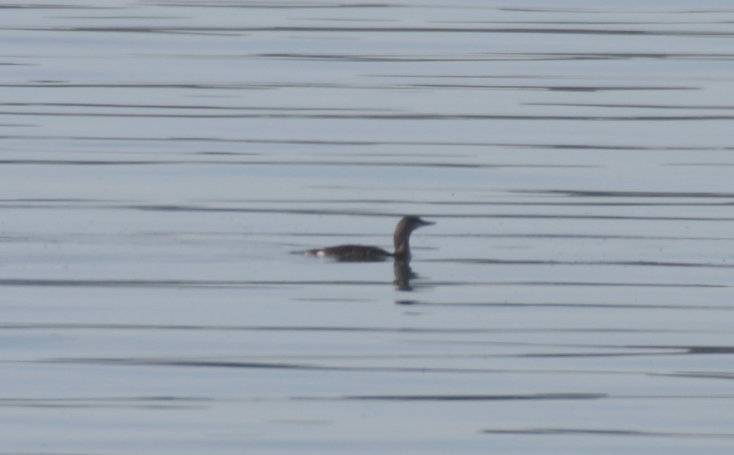 Red-throated Loon - ML272568611