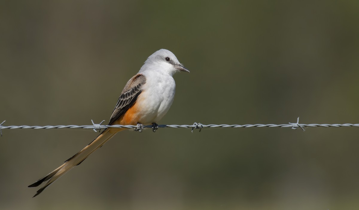 Scissor-tailed Flycatcher - Marky Mutchler