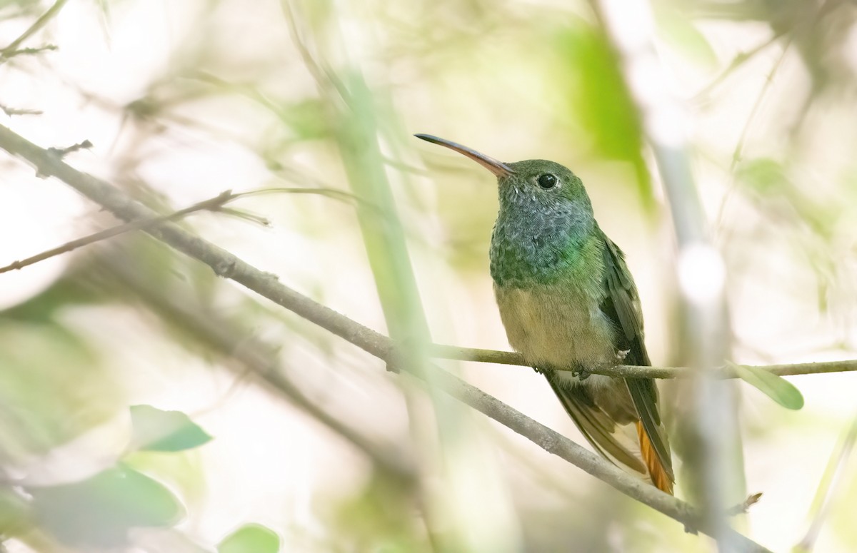Buff-bellied Hummingbird - Marky Mutchler