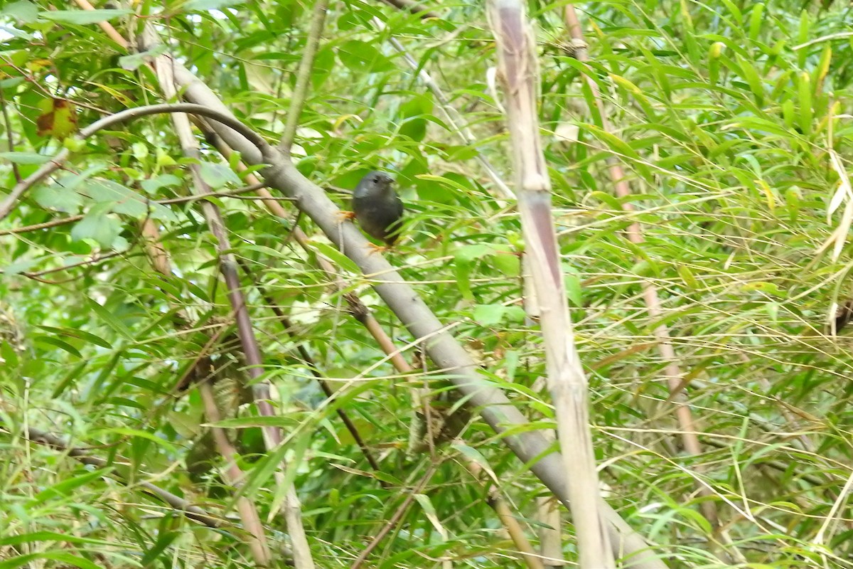 Ochre-flanked Tapaculo - ML272575651