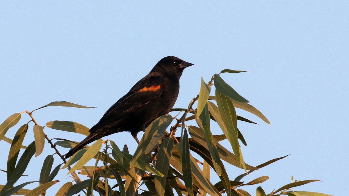 Red-winged Blackbird - Jim Gain