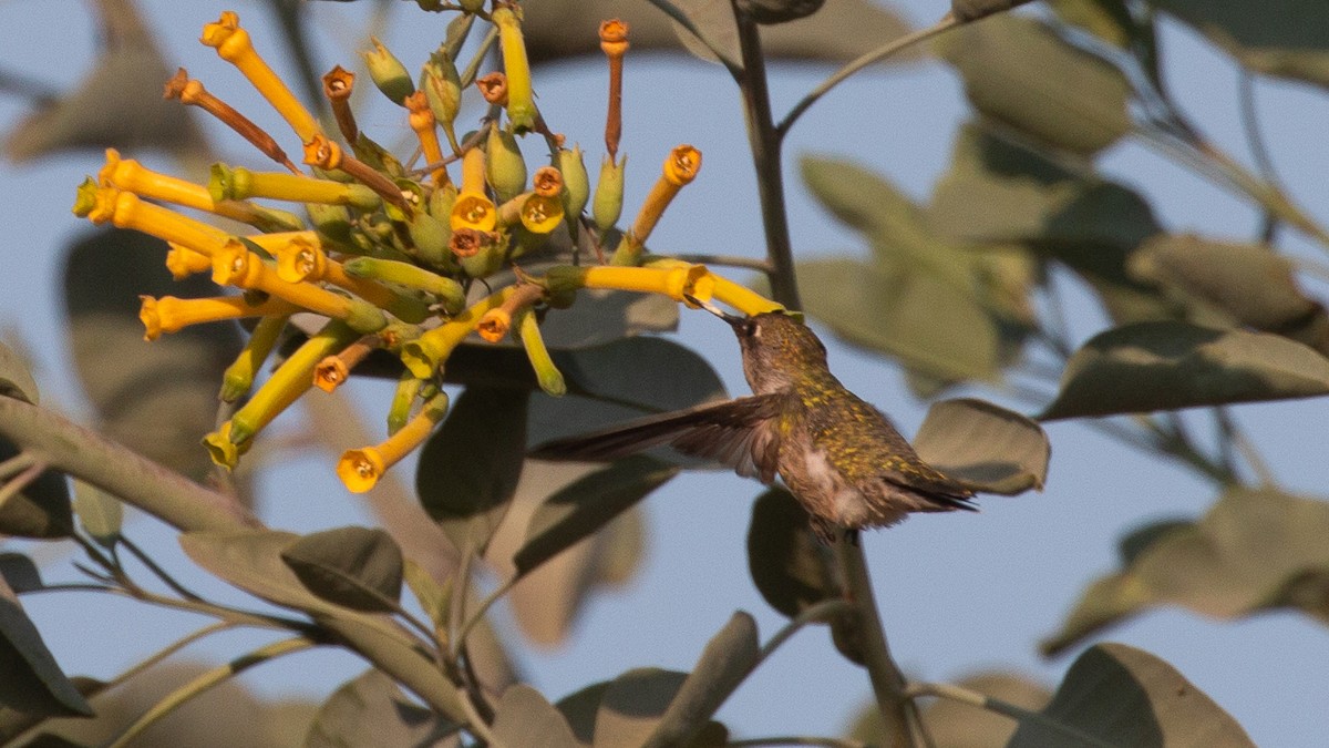 Anna's Hummingbird - ML272577511