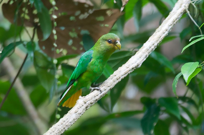 Golden-tailed Parrotlet - Arthur Grosset