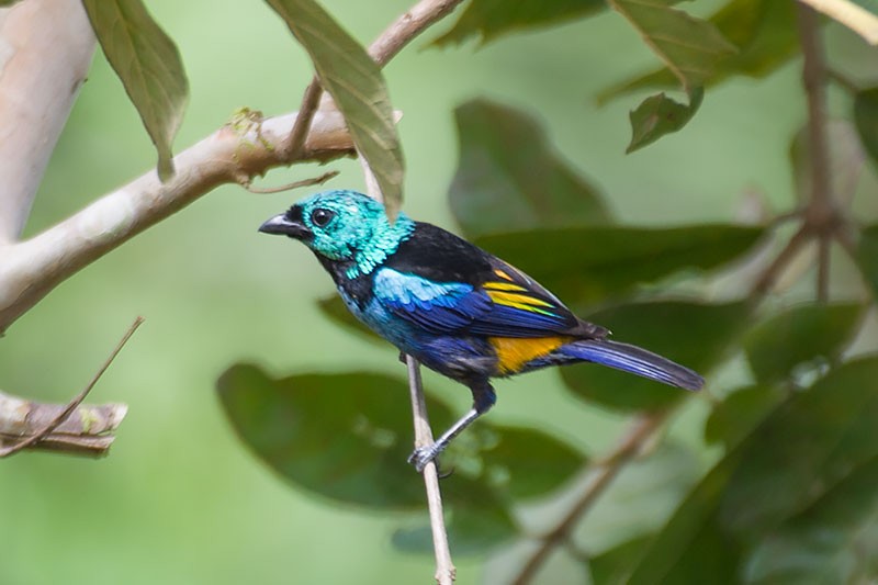 Seven-colored Tanager - ML272579071