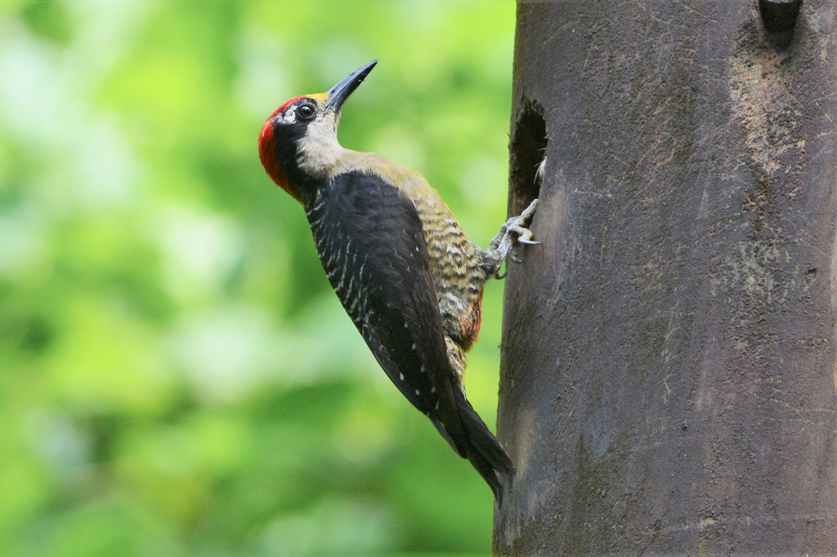 Black-cheeked Woodpecker - David Hollie