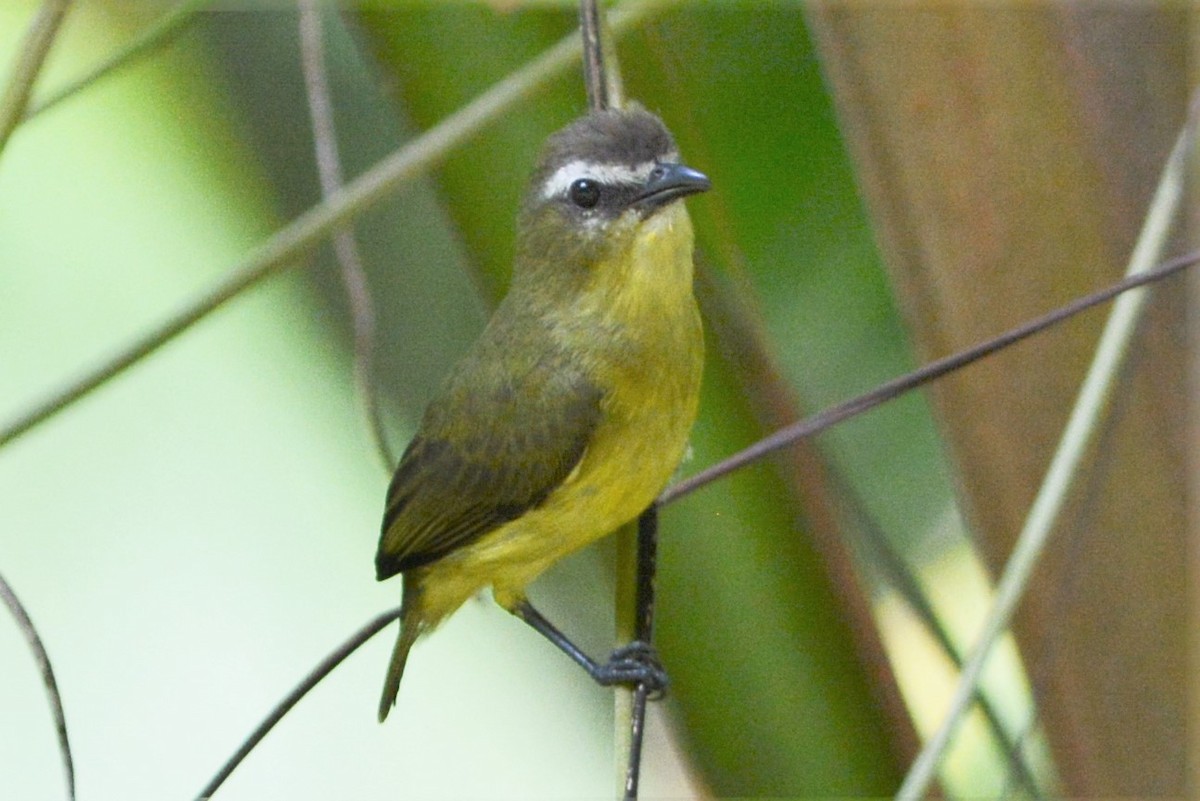 Brown-capped Tyrannulet - ML27258131