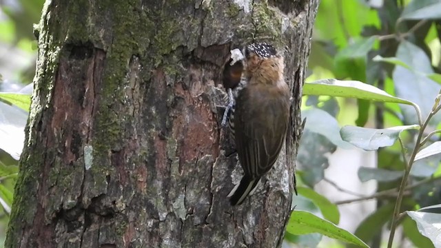 Ochre-collared Piculet - ML272583481